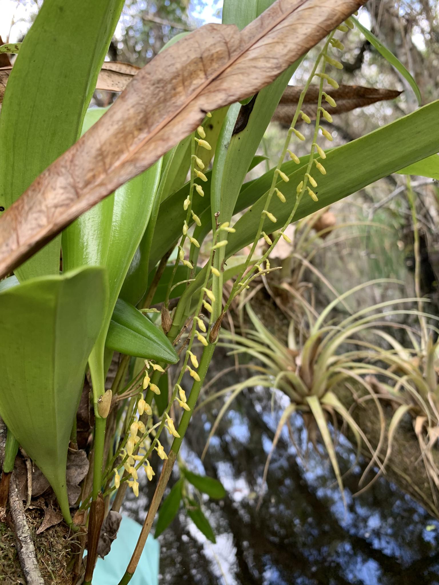 Stelis gelida